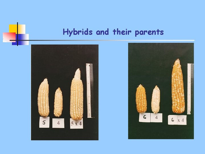 Hybrids and their parents 