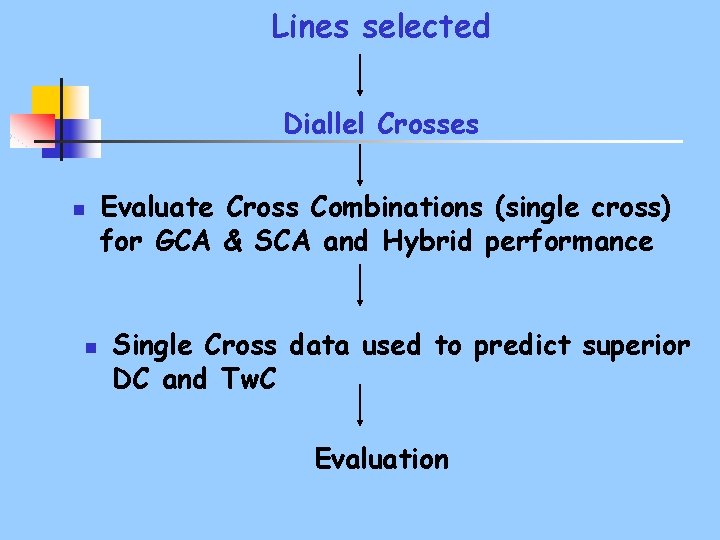 Lines selected Diallel Crosses n n Evaluate Cross Combinations (single cross) for GCA &