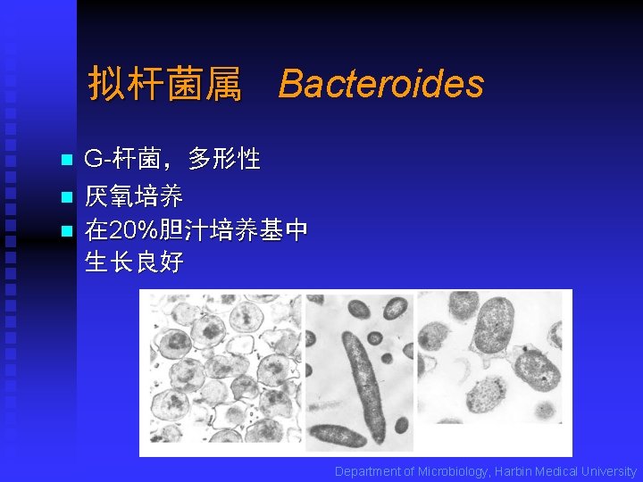 拟杆菌属 Bacteroides n n n G-杆菌，多形性 厌氧培养 在 20%胆汁培养基中 生长良好 Department of Microbiology, Harbin