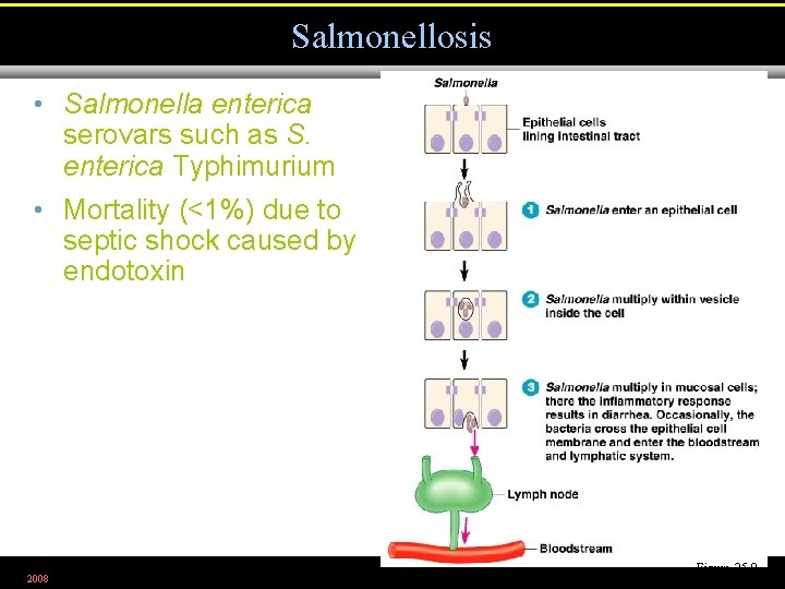 Salmonellosis • Salmonella enterica serovars such as S. enterica Typhimurium • Mortality (<1%) due