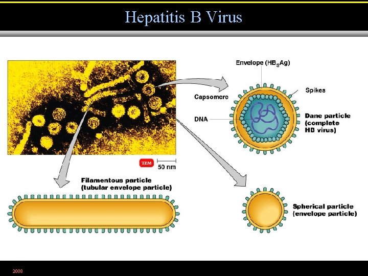 Hepatitis B Virus 2008 Figure 25. 15 