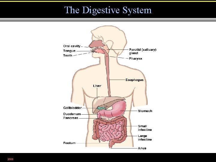 The Digestive System 2008 Figure 25. 1 