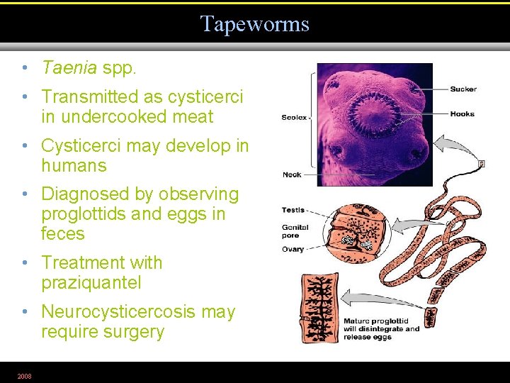 Tapeworms • Taenia spp. • Transmitted as cysticerci in undercooked meat • Cysticerci may