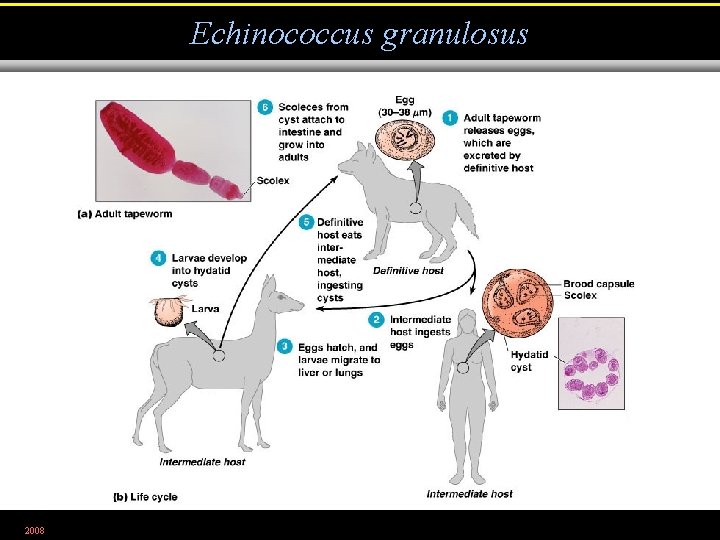 Echinococcus granulosus 2008 Figure 12. 28 