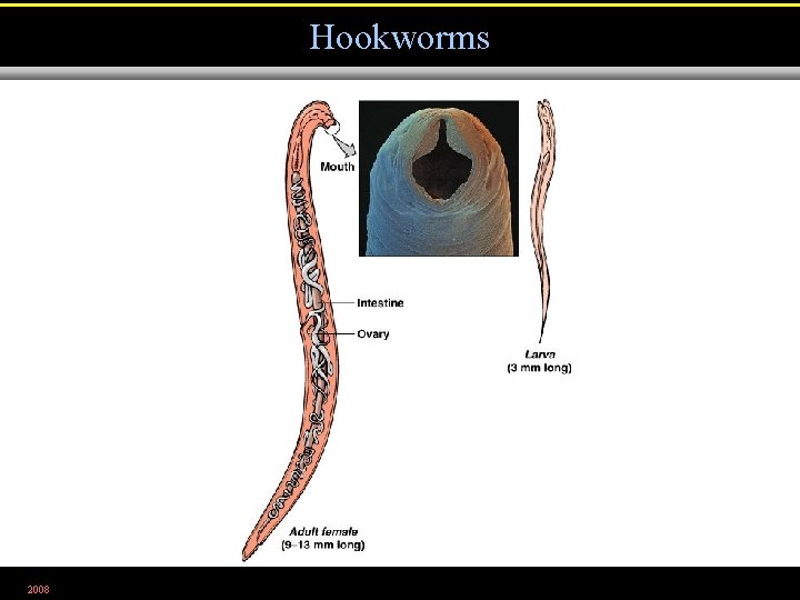 Hookworms 2008 Figure 12. 30 