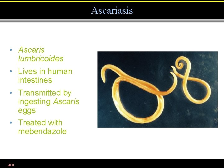 Ascariasis • Ascaris lumbricoides • Lives in human intestines • Transmitted by ingesting Ascaris