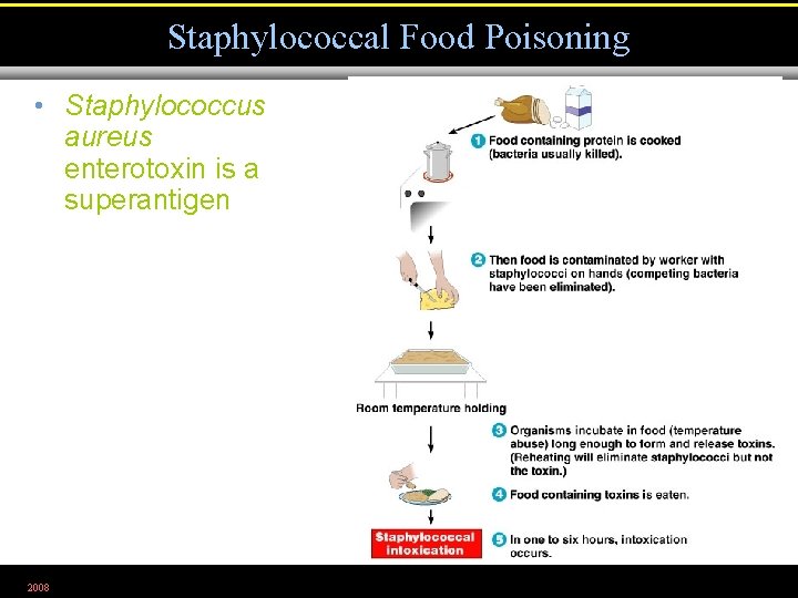 Staphylococcal Food Poisoning • Staphylococcus aureus enterotoxin is a superantigen 2008 Figure 25. 6