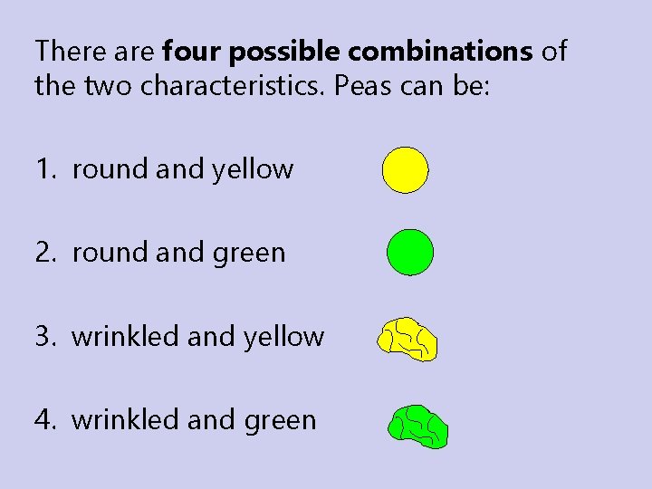 There are four possible combinations of the two characteristics. Peas can be: 1. round There are four possible combinations of the two characteristics. Peas can be: 1. round