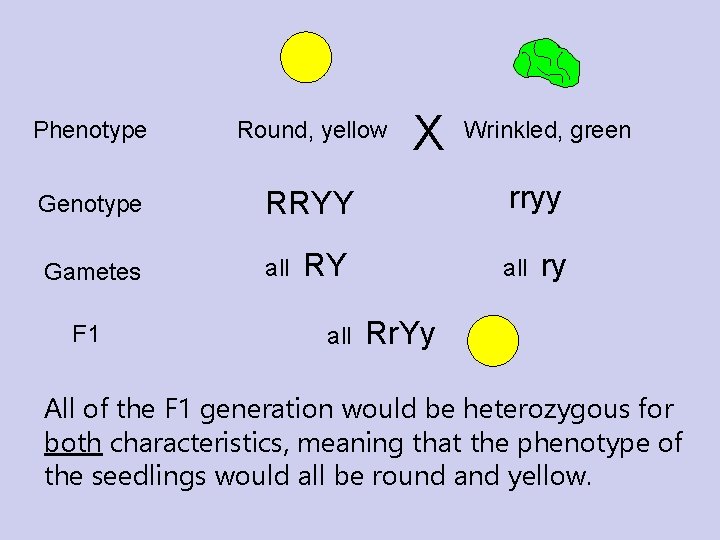 Phenotype Round, yellow Genotype RRYY Gametes all F 1 X rryy RY all Wrinkled, Phenotype Round, yellow Genotype RRYY Gametes all F 1 X rryy RY all Wrinkled,