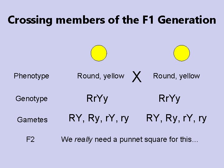 Crossing members of the F 1 Generation Phenotype Round, yellow Genotype Rr. Yy Gametes Crossing members of the F 1 Generation Phenotype Round, yellow Genotype Rr. Yy Gametes
