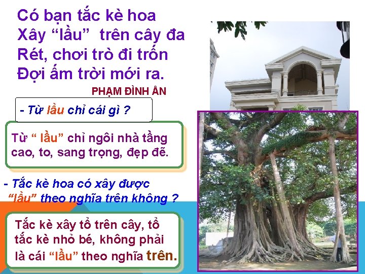 Có bạn tắc kè hoa Xây “lầu” trên cây đa Rét, chơi trò đi