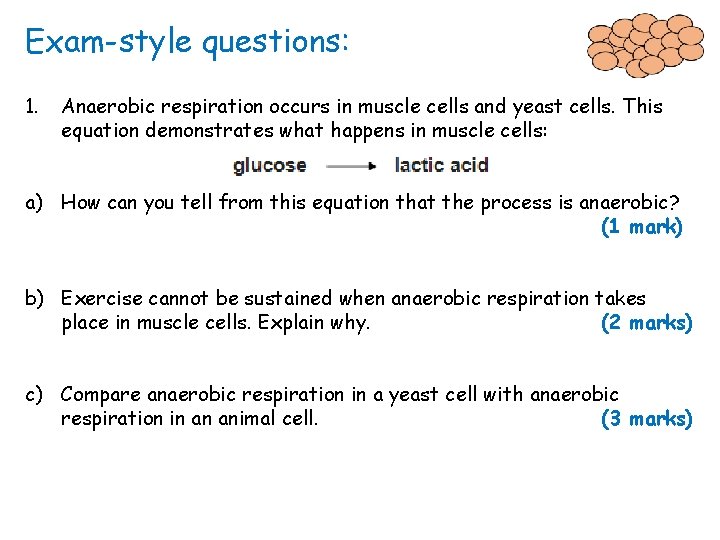 Exam-style questions: 1. Anaerobic respiration occurs in muscle cells and yeast cells. This equation