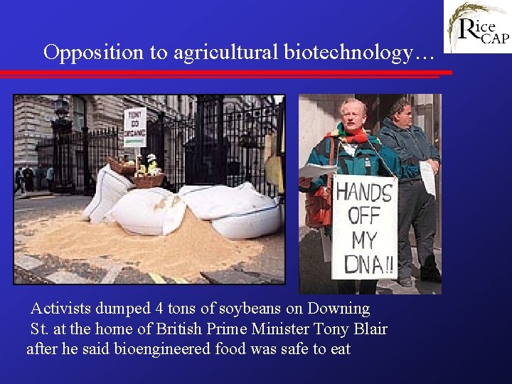 Opposition to agricultural biotechnology… Activists dumped 4 tons of soybeans on Downing St. at