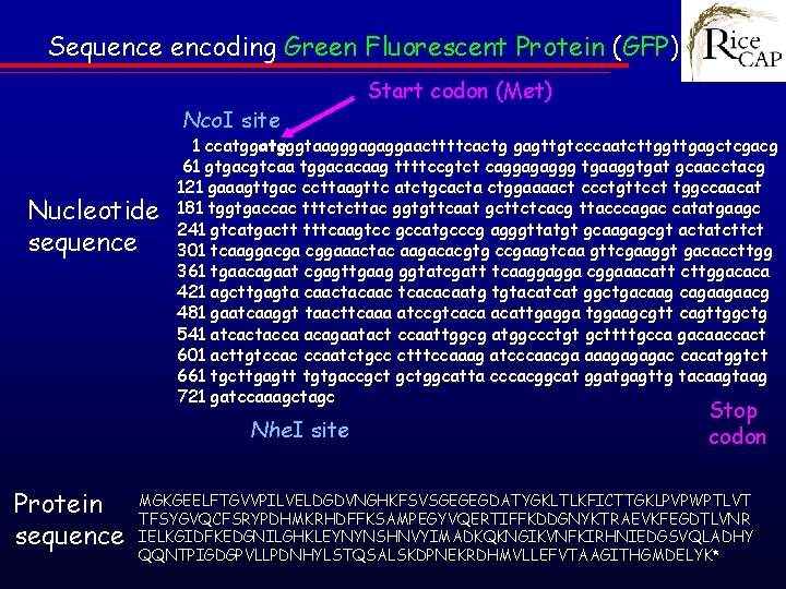 Sequence encoding Green Fluorescent Protein (GFP) Nco. I site Nucleotide sequence 1 ccatgggtaagggagaggaacttttcactg gagttgtcccaatcttggttgagctcgacg
