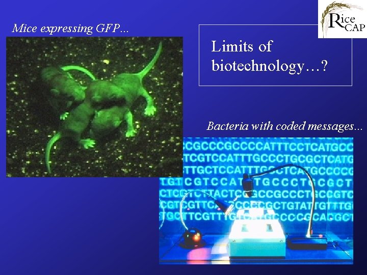 Mice expressing GFP… Limits of biotechnology…? Bacteria with coded messages. . . 