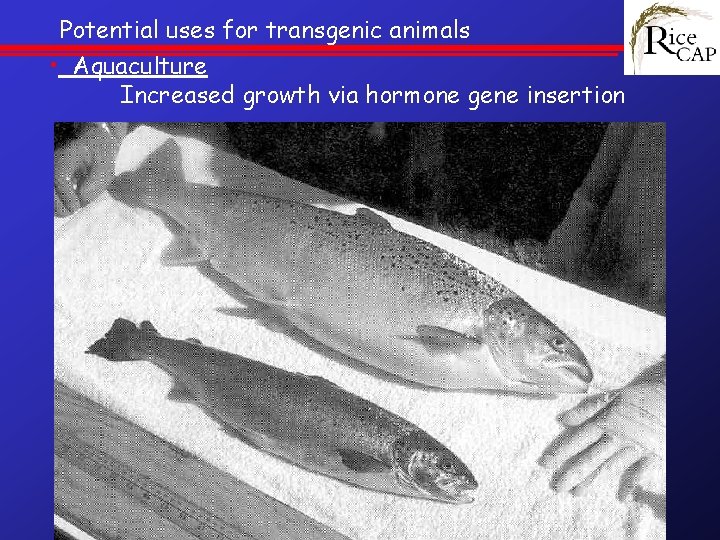 Potential uses for transgenic animals • Aquaculture Increased growth via hormone gene insertion 