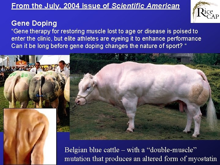 From the July, 2004 issue of Scientific American Gene Doping “Gene therapy for restoring