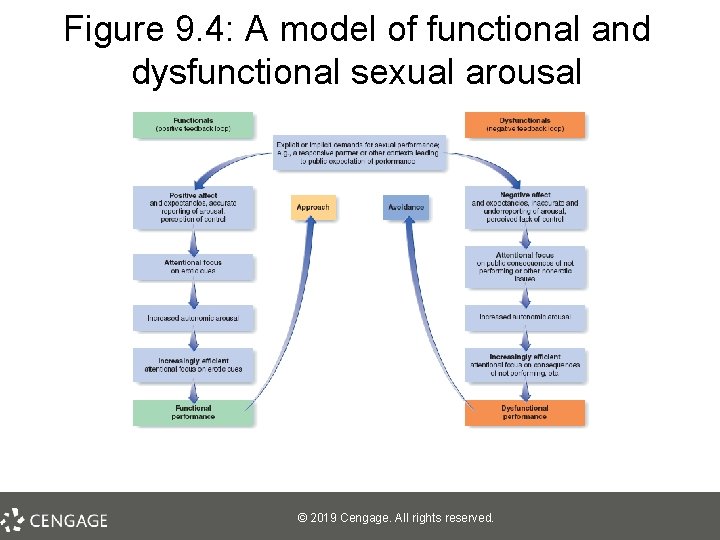 Figure 9. 4: A model of functional and dysfunctional sexual arousal © 2019 Cengage.
