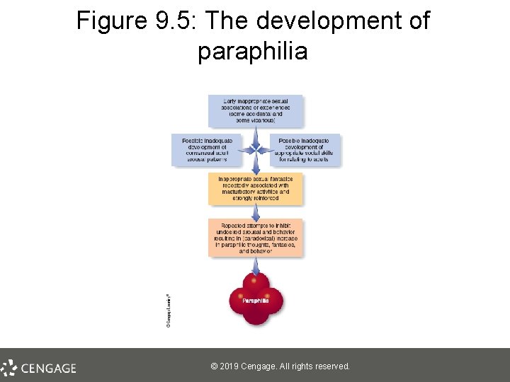 Figure 9. 5: The development of paraphilia © 2019 Cengage. All rights reserved. 