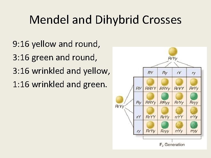 Mendel and Dihybrid Crosses 9: 16 yellow and round, 3: 16 green and round, Mendel and Dihybrid Crosses 9: 16 yellow and round, 3: 16 green and round,