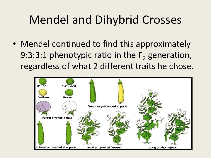 Mendel and Dihybrid Crosses • Mendel continued to find this approximately 9: 3: 3: Mendel and Dihybrid Crosses • Mendel continued to find this approximately 9: 3: 3: