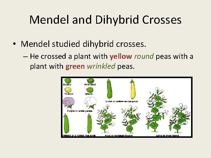 Mendel and Dihybrid Crosses • Mendel studied dihybrid crosses. – He crossed a plant Mendel and Dihybrid Crosses • Mendel studied dihybrid crosses. – He crossed a plant