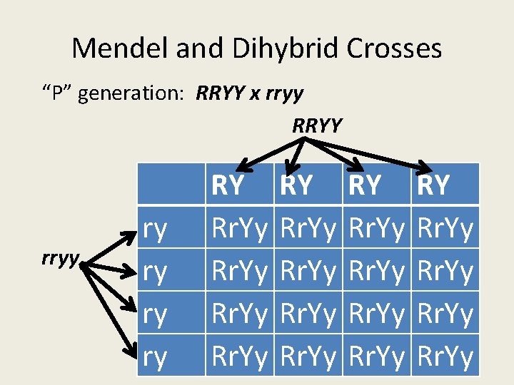 Mendel and Dihybrid Crosses “P” generation: RRYY x rryy RRYY rryy ry ry RY Mendel and Dihybrid Crosses “P” generation: RRYY x rryy RRYY rryy ry ry RY
