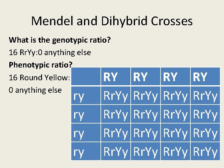 Mendel and Dihybrid Crosses What is the genotypic ratio? 16 Rr. Yy: 0 anything Mendel and Dihybrid Crosses What is the genotypic ratio? 16 Rr. Yy: 0 anything