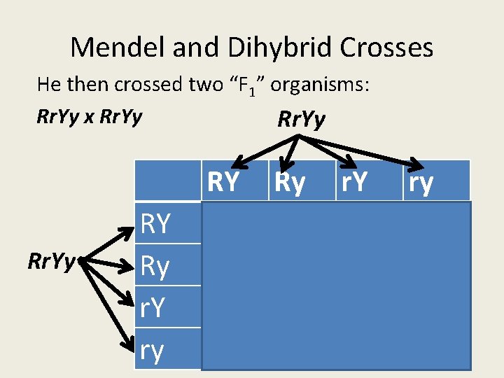Mendel and Dihybrid Crosses He then crossed two “F 1” organisms: Rr. Yy x Mendel and Dihybrid Crosses He then crossed two “F 1” organisms: Rr. Yy x