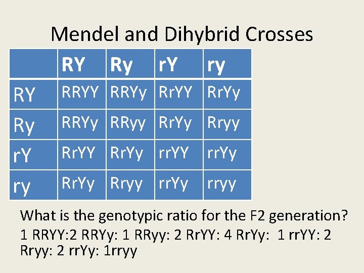 Mendel and Dihybrid Crosses RY Ry r. Y ry RRYY RRYy Rr. YY Rr. Mendel and Dihybrid Crosses RY Ry r. Y ry RRYY RRYy Rr. YY Rr.