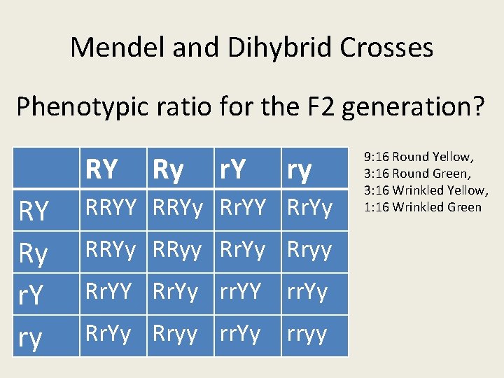 Mendel and Dihybrid Crosses Phenotypic ratio for the F 2 generation? RY RY Ry Mendel and Dihybrid Crosses Phenotypic ratio for the F 2 generation? RY RY Ry