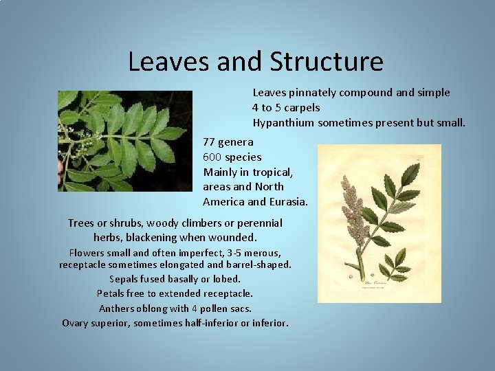 Leaves and Structure Leaves pinnately compound and simple 4 to 5 carpels Hypanthium sometimes