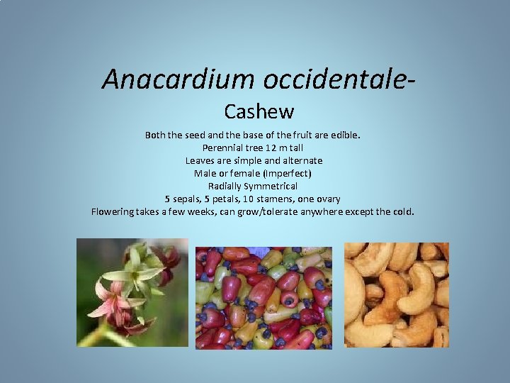 Anacardium occidentale. Cashew Both the seed and the base of the fruit are edible.