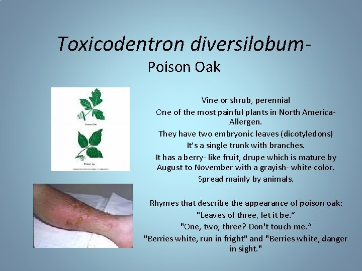 Toxicodentron diversilobum. Poison Oak Vine or shrub, perennial One of the most painful plants