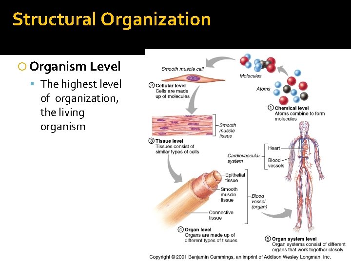 Structural Organization Organism Level The highest level of organization, the living organism 