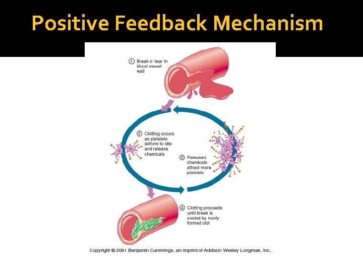 Positive Feedback Mechanism 
