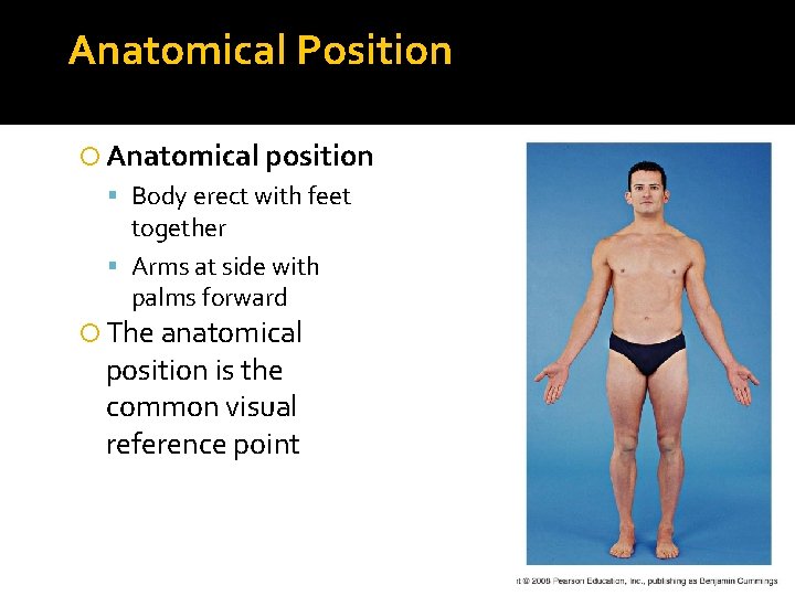 Anatomical Position Anatomical position Body erect with feet together Arms at side with palms