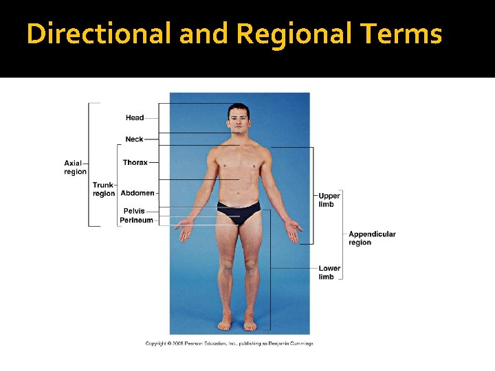 Directional and Regional Terms 