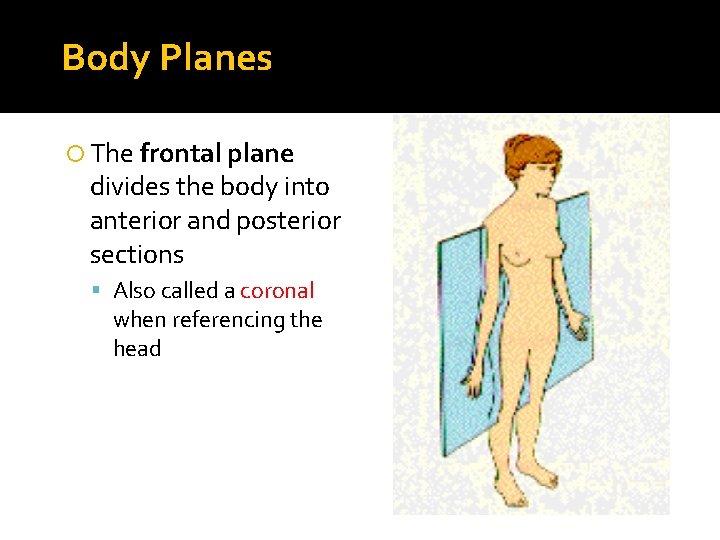 Body Planes The frontal plane divides the body into anterior and posterior sections Also