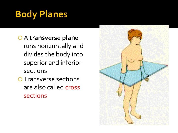 Body Planes A transverse plane runs horizontally and divides the body into superior and