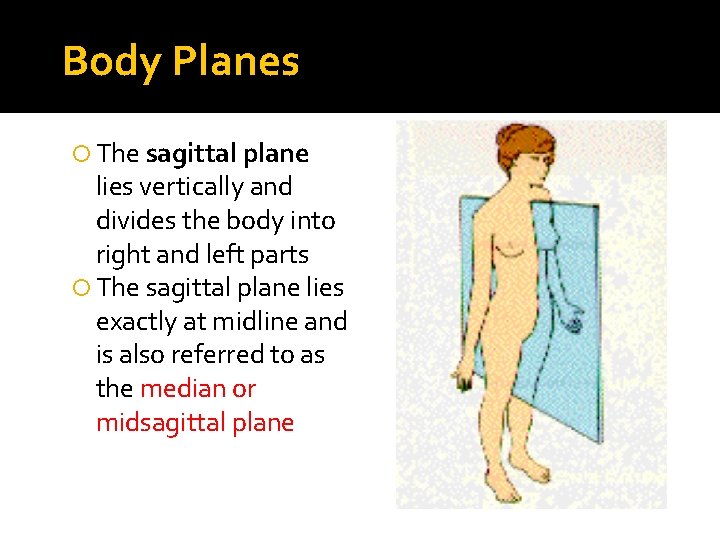 Body Planes The sagittal plane lies vertically and divides the body into right and