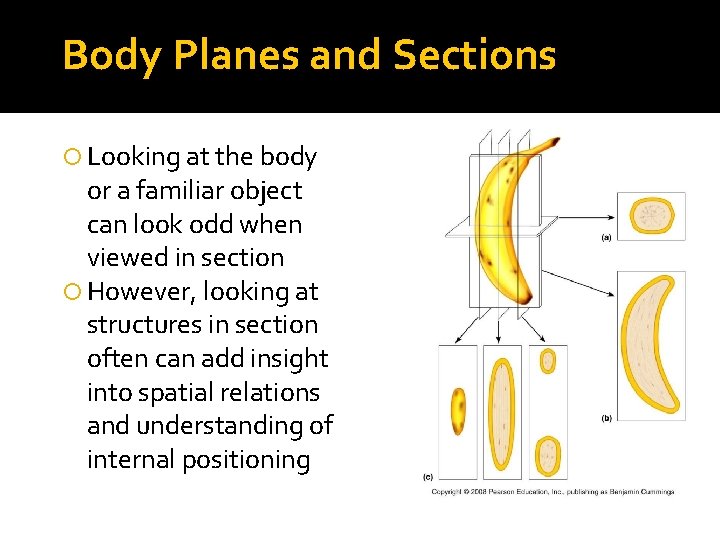 Body Planes and Sections Looking at the body or a familiar object can look