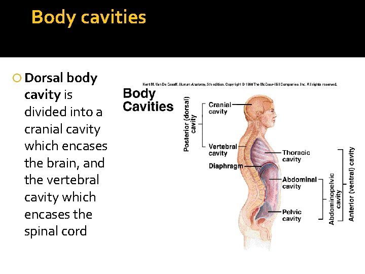 Body cavities Dorsal body cavity is divided into a cranial cavity which encases the