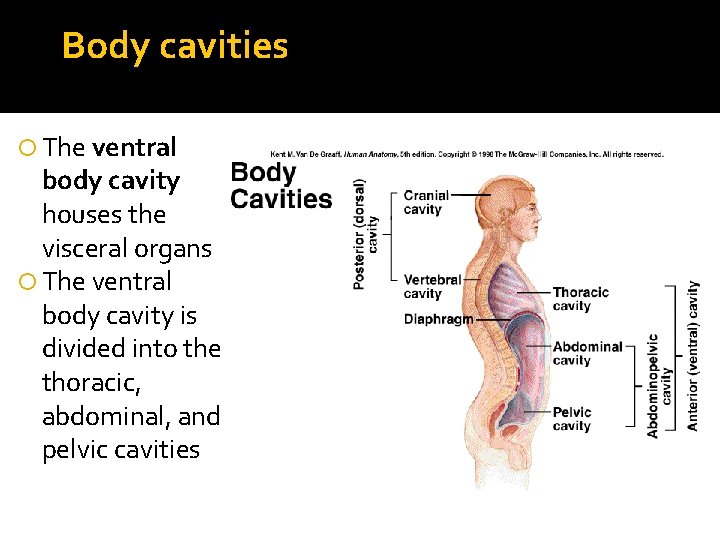Body cavities The ventral body cavity houses the visceral organs The ventral body cavity