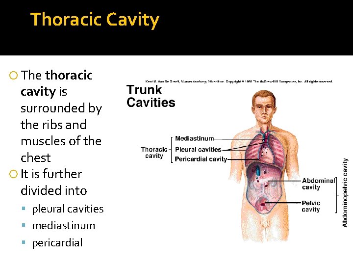 Thoracic Cavity The thoracic cavity is surrounded by the ribs and muscles of the
