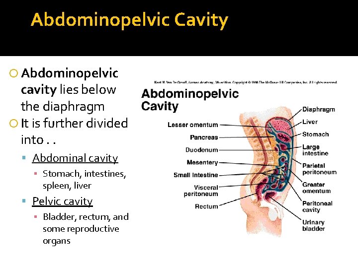 Abdominopelvic Cavity Abdominopelvic cavity lies below the diaphragm It is further divided into. .