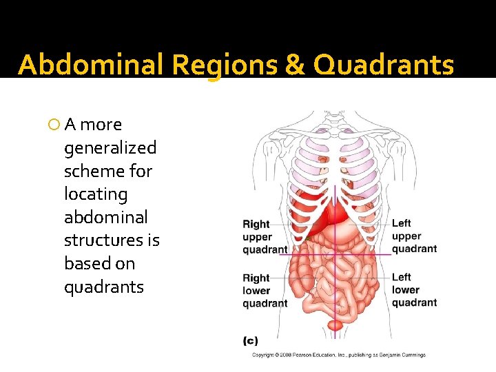 Abdominal Regions & Quadrants A more generalized scheme for locating abdominal structures is based