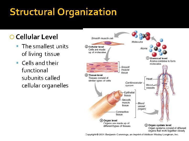 Structural Organization Cellular Level The smallest units of living tissue Cells and their functional