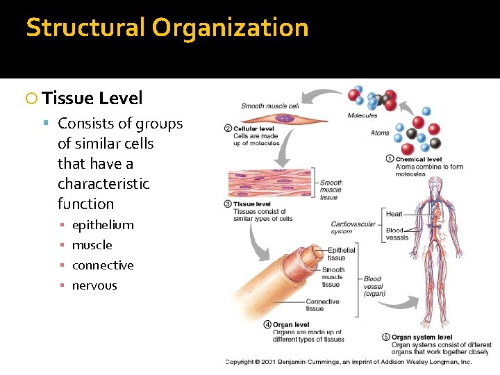 Structural Organization Tissue Level Consists of groups of similar cells that have a characteristic