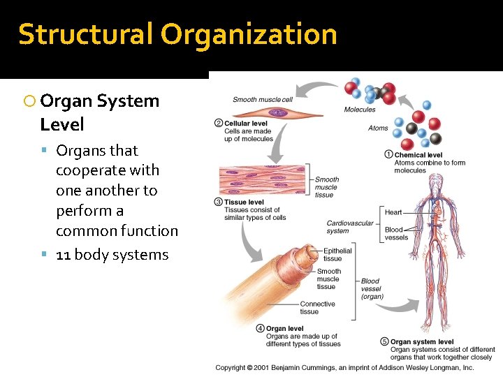 Structural Organization Organ System Level Organs that cooperate with one another to perform a